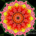 Tulips 3 by Mark Gilman Tulips 3 by Mark Gilman