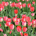 Tulips by Michael Merry Tulips by Michael Merry