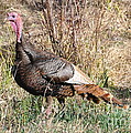 Turkey in the Straw Photograph by Dorrene BrownButterfield Turkey in the Straw Photograph by Dorrene BrownButterfield