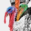 Turkeys Delight Photograph by Yhun Suarez Turkeys Delight Photograph by Yhun Suarez
