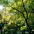 Under a Golden Canopy by Seth Weaver Under a Golden Canopy by Seth Weaver