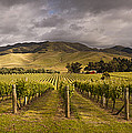 Vineyard Awatere Valley In Marlborough by Colin Monteath Vineyard Awatere Valley In Marlborough by Colin Monteath