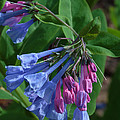 Virginia Bluebells Photograph by Daniel Reed Virginia Bluebells Photograph by Daniel Reed