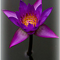Water Lily Photograph by Farol Tomson Water Lily Photograph by Farol Tomson