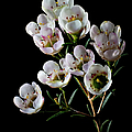 Wax Flowers Photograph by Endre Balogh Wax Flowers Photograph by Endre Balogh