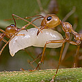 Weaver Ant Worker Pair With Larvae by Piotr Naskrecki Weaver Ant Worker Pair With Larvae by Piotr Naskrecki