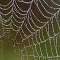 Web With Dew Photograph by Daniel Reed Web With Dew Photograph by Daniel Reed
