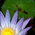 Wet Water Lily Photograph by Farol Tomson Wet Water Lily Photograph by Farol Tomson