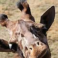 What A Face Photograph by Kim Galluzzo What A Face Photograph by Kim Galluzzo