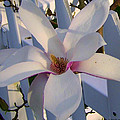 White and Pink Magnolia by Cynthia Amaral White and Pink Magnolia by Cynthia Amaral