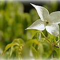 White Dogwood After A June Rain by Mick Anderson White Dogwood After A June Rain by Mick Anderson