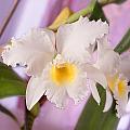 White Orchid Photograph by Mike McGlothlen White Orchid Photograph by Mike McGlothlen