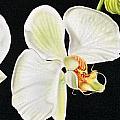 White Orchids Painting by Dan Menta