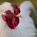 White Rooster by Michelle Wrighton