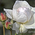 White Rose by Heiko Koehrer-Wagner White Rose by Heiko Koehrer-Wagner
