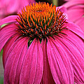Wild Berry Purple Cone Flower by Susan Herber Wild Berry Purple Cone Flower by Susan Herber