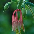 Wild Columbine Flower Photograph by Daniel Reed Wild Columbine Flower Photograph by Daniel Reed