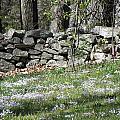 Wild Flowers In The Country Photograph by Kim Galluzzo Wozniak Wild Flowers In The Country Photograph by Kim Galluzzo Wozniak
