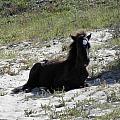 Wild Foal Photograph by Kim Galluzzo Wozniak Wild Foal Photograph by Kim Galluzzo Wozniak