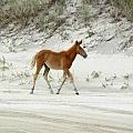 Wild Spanish Mustang Foal of the Outer Banks of North Carolina Photograph by Kim Galluzzo Wild Spanish Mustang Foal of the Outer Banks of North Carolina Photograph by Kim Galluzzo
