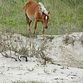 Wild Spanish Mustang of the Outer Banks of North Carolina Photograph by Kim Galluzzo Wozniak Wild Spanish Mustang of the Outer Banks of North Carolina Photograph by Kim Galluzzo Wozniak