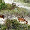 Wild Spanish Mustangs of the Outer Banks of North Carolina Photograph by Kim Galluzzo Wozniak Wild Spanish Mustangs of the Outer Banks of North Carolina Photograph by Kim Galluzzo Wozniak