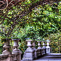 Wine and Vine by Debbi Granruth Wine and Vine by Debbi Granruth