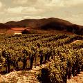 Wine Country by Peter Tellone Wine Country by Peter Tellone