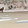 Winter Fox by Edward Peterson Winter Fox by Edward Peterson