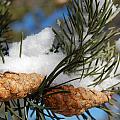 Winter Pine Cones by Peter DeFina