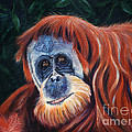 Wise One - Orangutan Wildlife Painting by Michelle Wrighton