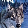 Wolf In Moonlight by Hans Droog Wolf In Moonlight by Hans Droog