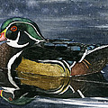 Wood Duck by Mary Tuomi Wood Duck by Mary Tuomi