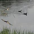 Wood Ducks At Peace Photograph by Kim Galluzzo Wozniak Wood Ducks At Peace Photograph by Kim Galluzzo Wozniak