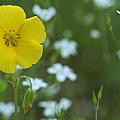Wood Sorrel And Sandwort Photograph by Daniel Reed Wood Sorrel And Sandwort Photograph by Daniel Reed