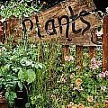 Wooden plant sign in flowers Photograph by Simon Bratt Wooden plant sign in flowers Photograph by Simon Bratt