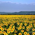 World of Sunflowers by Amalia Suruceanu World of Sunflowers by Amalia Suruceanu