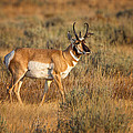 Wyoming Pronghorn Photograph by Ronald Lutz Wyoming Pronghorn Photograph by Ronald Lutz