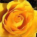 Yellow Rose by Debbie Levene Yellow Rose by Debbie Levene