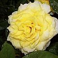 Yellow Rose by Ralph Jones