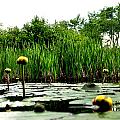 Yellow water lilies by Peter DeFina