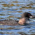 Young Loon with Parent by Peter DeFina