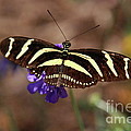 Zebra Too by Ken Williams