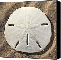 Sand Dollar Canvas Prints and Sand Dollar Canvas Art for Sale