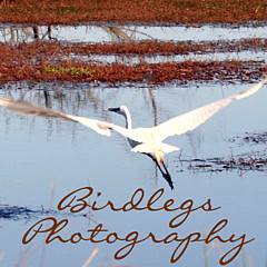 Birdlegs Photography