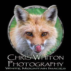Chris Whiton - Artist