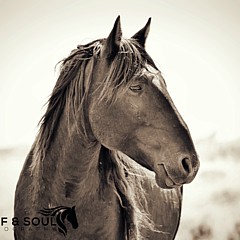 Hoof and Soul Photography - Artist