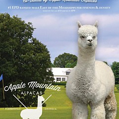 Apple Mountain Alpacas - Artist