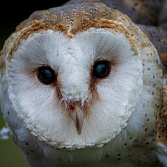 Barred Owl In Bamboo Photograph by Katrina R Floyd