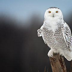 Owl Images Owl Images